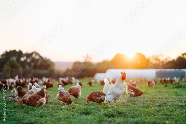 Fototapeta freilaufende, gesunde braune bio Hühner und ein weißer Hahn auf grüner Wiese. Selektive Schärfe. Im Hintergrund mehrere Hühner unscharf. Stimmungsvolles Gegenlicht, Abendlicht