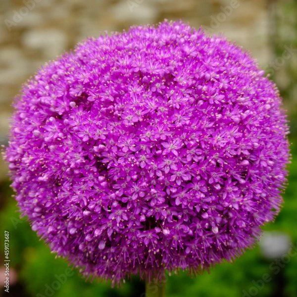Obraz purple flower
