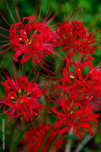 Obraz ヒガンバナ