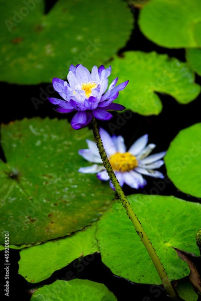 Fototapeta スイレン
