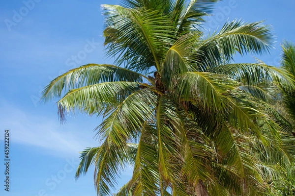 Obraz boiled coconut, sky, sea