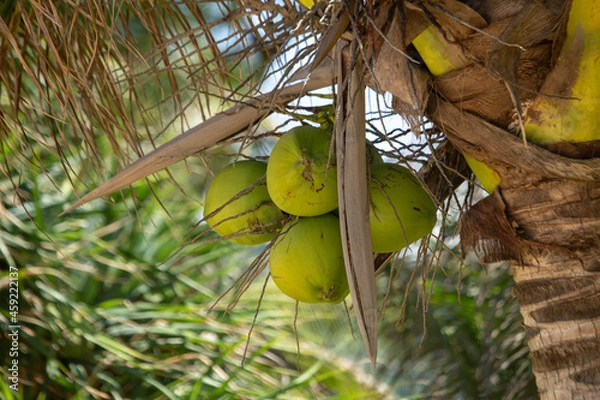 Obraz Many green coconuts, sky, sea