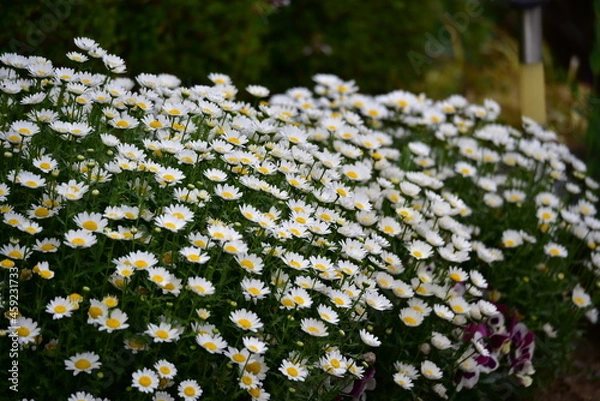 Fototapeta 白いコスモス