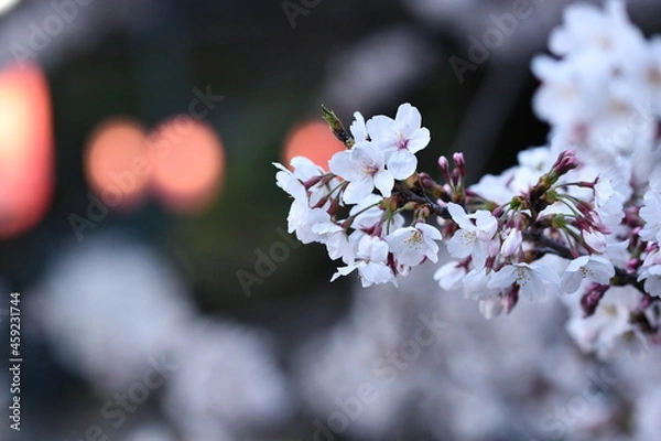 Fototapeta 桜