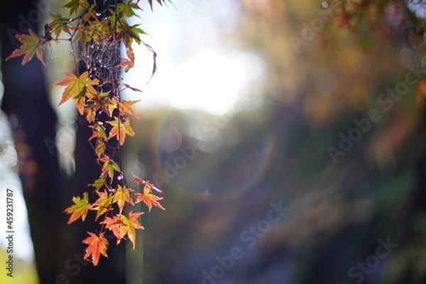 Fototapeta 紅葉