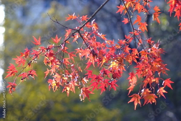 Fototapeta 紅葉