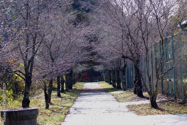 Fototapeta 桜並木