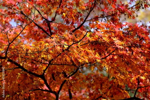 Fototapeta 紅葉