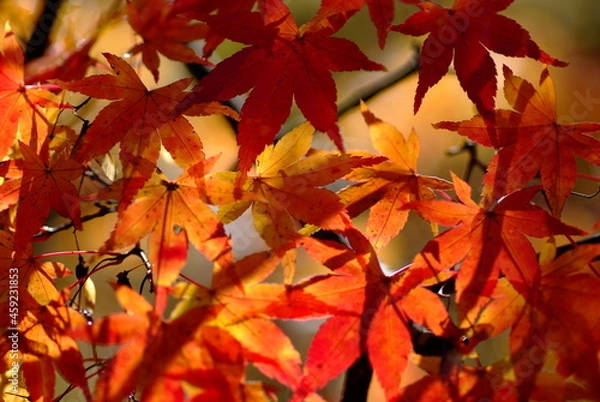 Fototapeta 紅葉