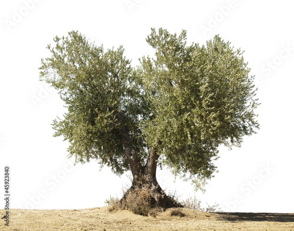 Obraz Olive tree white isolated