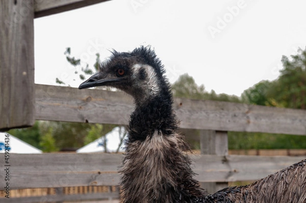 Obraz emu ostrich casuar