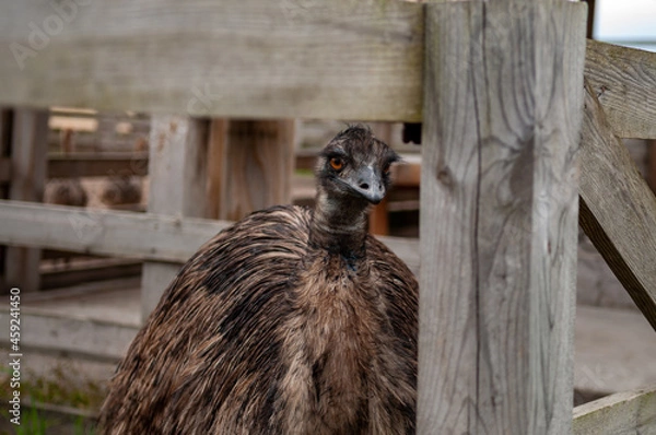 Obraz emu ostrich casuar