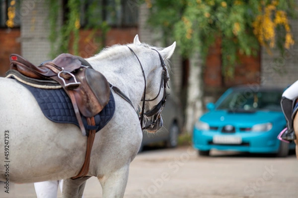Obraz Gray horse with saddle and stirrups on a blurred background of the car and trees.