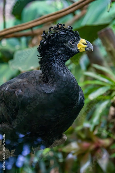 Fototapeta A male bare-faced curassow (Crax fasciolata). It is a species of bird in the family Cracidae, The male has black upper parts faintly glossed with greenish-olive, with an unfeathered face