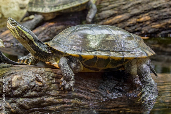 Fototapeta Vietnamese pond turtle (Mauremys annamensis) 
The head is dark with three or four yellow stripes down the side.The plastron is firmly attached, yellow or orange, with a black blotch on each scute.