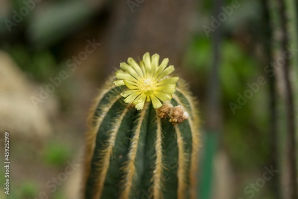 Fototapeta Cactus