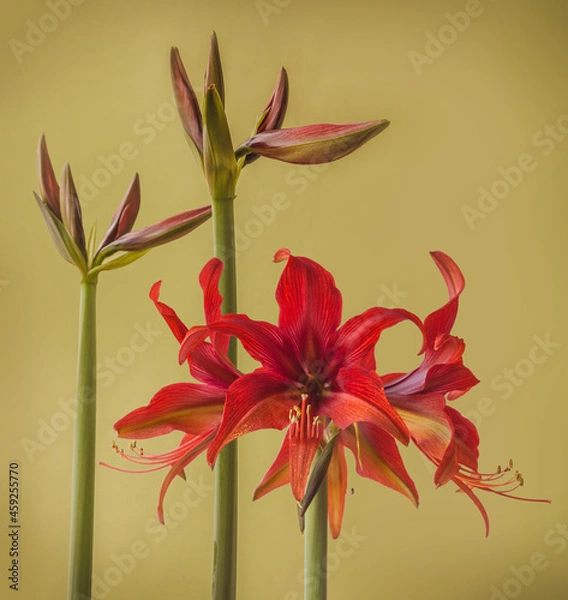 Fototapeta Hippeastrum (amaryllis) Bogota