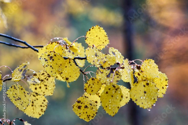 Obraz yellow cherry blossom