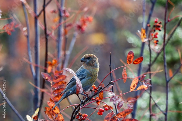 Obraz sparrow on a branch