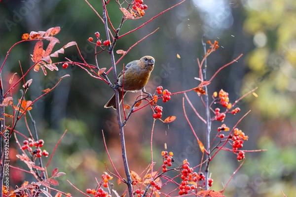 Obraz bird on a branch