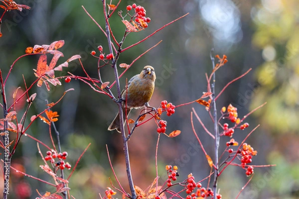 Obraz bird on a branch