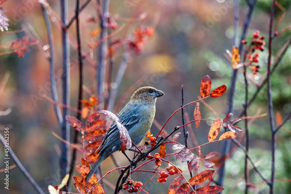 Obraz bird on a branch