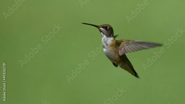 Obraz Hummingbird