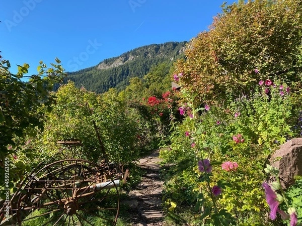 Fototapeta Rose Garden Uhrerhof (The highest rose garden in Europe) or Rosarium Uhrerhof (Höchstgelegener Rosengarten Europas) or Roseto Ortisei - South Tyrol, Italy (Südtirol, Italien)