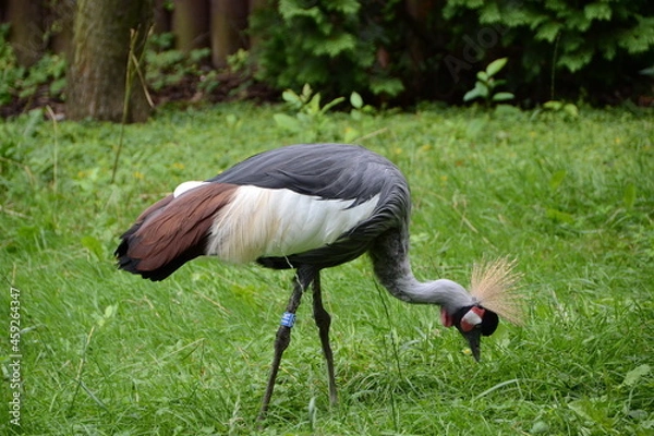 Obraz grey crowned crane 2