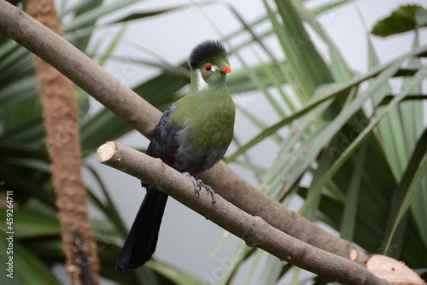 Fototapeta bird on branch 3