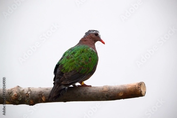 Obraz bird on a branch