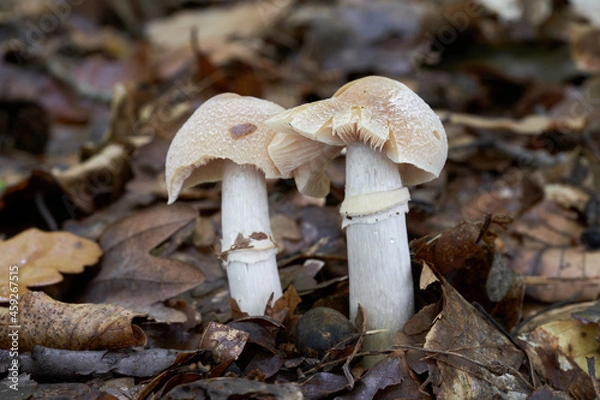 Fototapeta Edible mushroom Cortinarius caperatus in beech forest. Known as Goats Hat. Two wild mushrooms growing in the leaves.