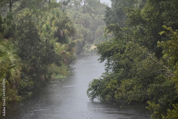 Obraz Rain falling in cypress swamp