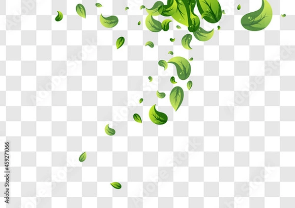 Obraz Grassy Leaf Falling Vector Transparent Background