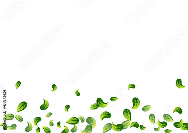 Obraz Olive Greens Tea Vector White Background Branch.