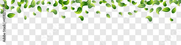 Obraz Grassy Leaf Nature Vector Panoramic Transparent