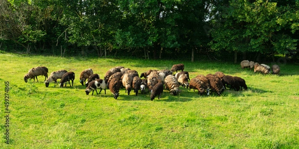 Obraz Grasende Schafherde