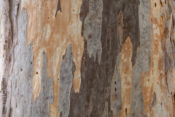 Fototapeta Texture of mature eucalyptus tree trunk