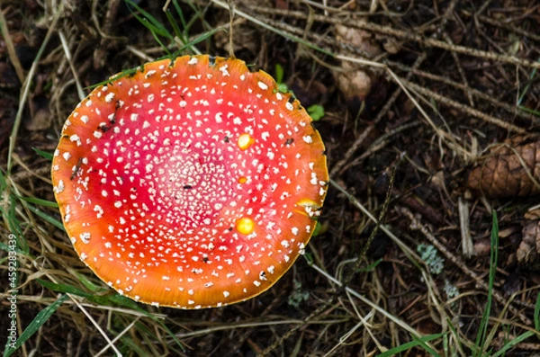 Obraz Fly agaric