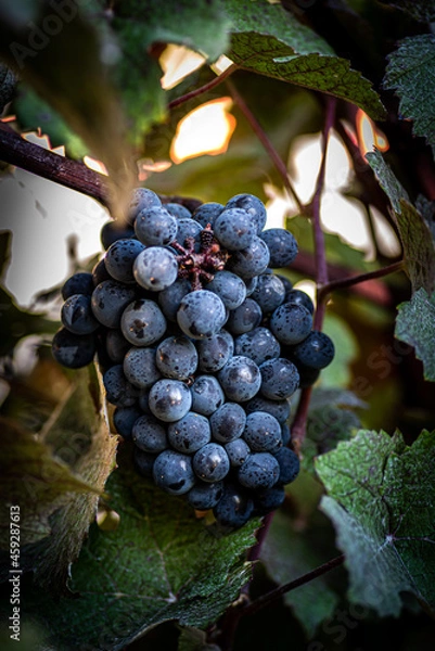 Fototapeta grapes on vine