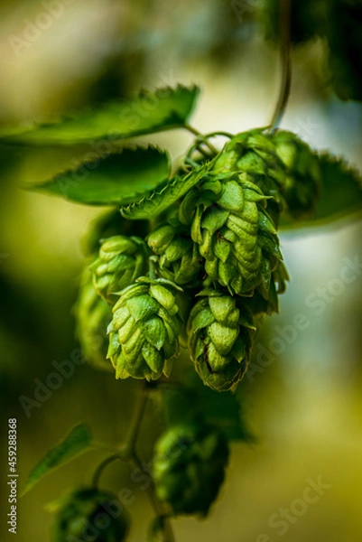 Fototapeta hops 