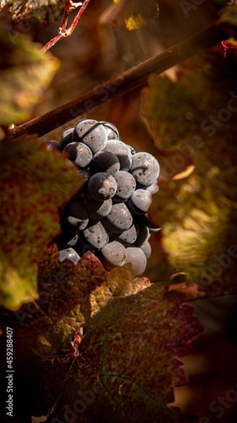 Obraz Grapes on the vine 