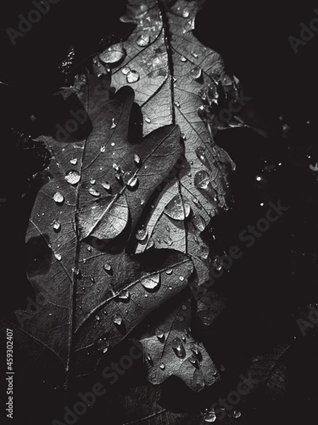 Fototapeta Amazing vertical picture of black and white leaves, artistic processing for wallpaper or website design, beautiful