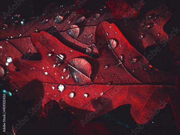 Obraz Amazing red leaves, artistic processing for wallpaper or website design, beautiful