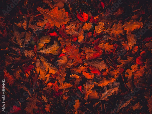 Fototapeta Bright orange and red leaves, artistic processing for wallpaper or website design, beautiful
