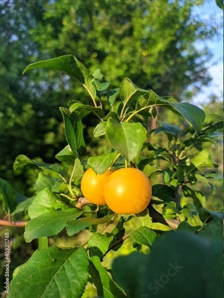 Fototapeta Cherry plum on a tree
