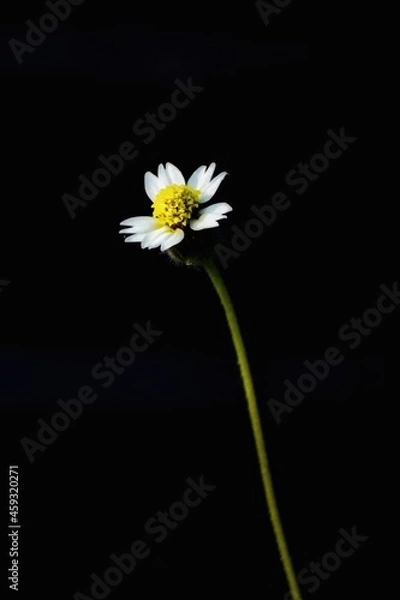Fototapeta A solo close up shot of tiny white daisy flower found in india