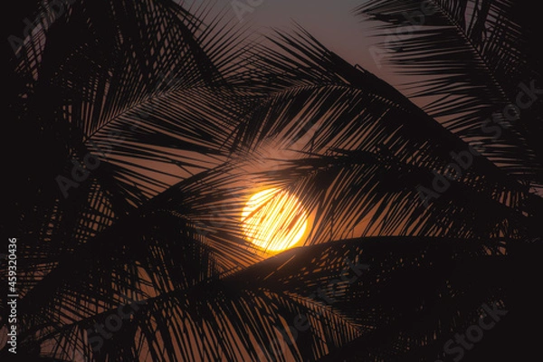 Fototapeta Dreamy sunset viewed through the leaves of coconut tree high resolution 