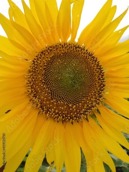Fototapeta A closeup shot of sunflower with its stigma visible