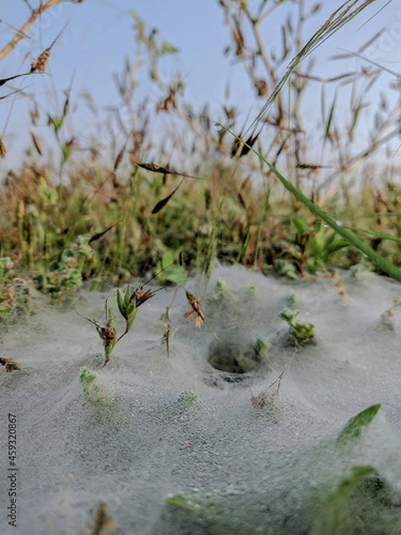 Fototapeta A close up shot of grass spiders web on grass with morning dew droplets